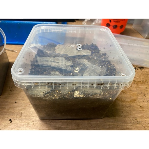 鍬形蟲產房_無產木_祈星4500