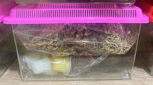 成蟲透氣飼養組（飼養箱M+水苔+果凍20顆+果凍台+攀爬木）